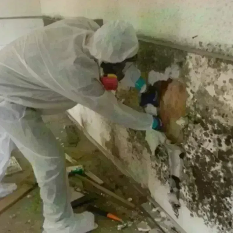 Mold Remediation and Removal in Auburndale, FL